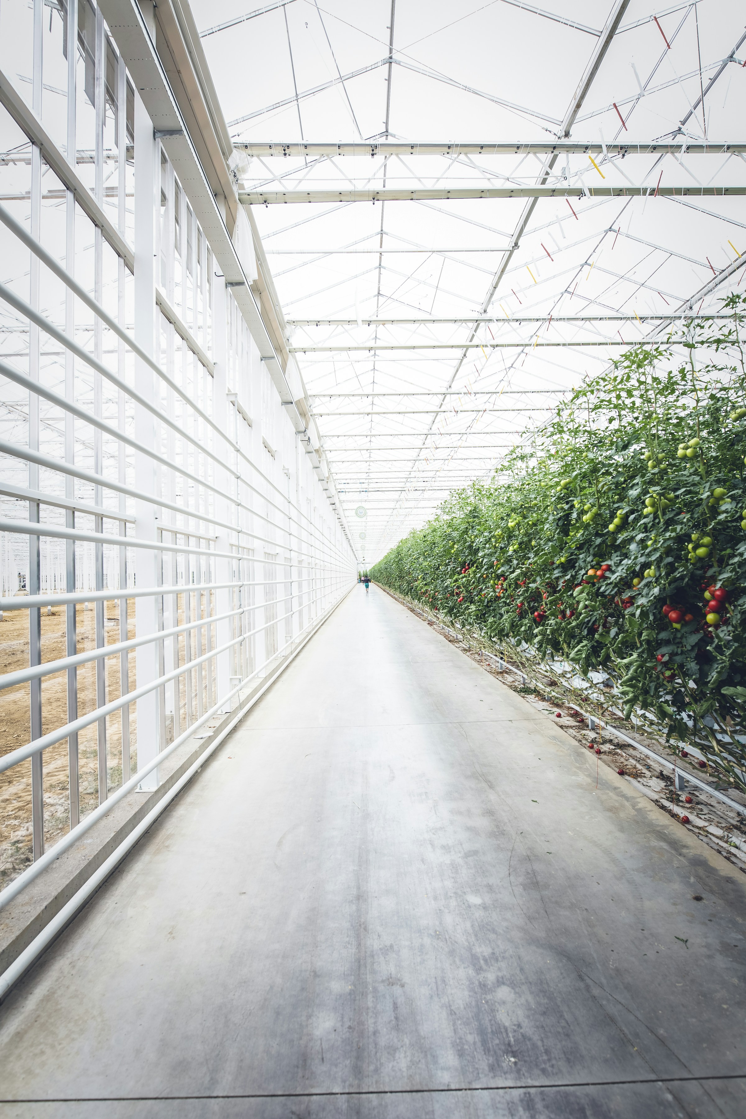 Tomatenplanten in een moderne, lichte kas